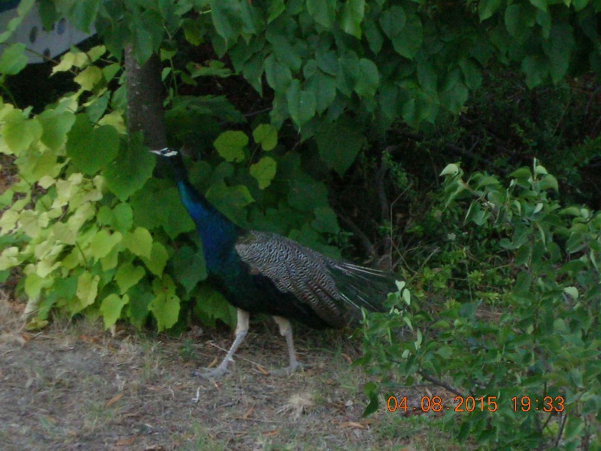 Peacock Villa Upper Epanomi Exterior photo